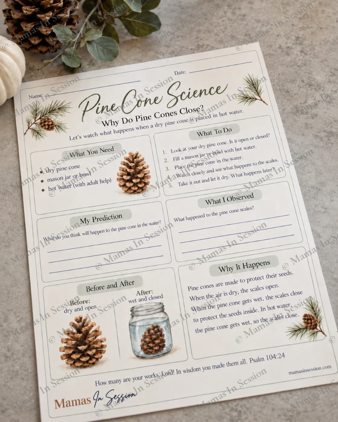 Pine Cone Science: Why Do Pine Cones Close?
