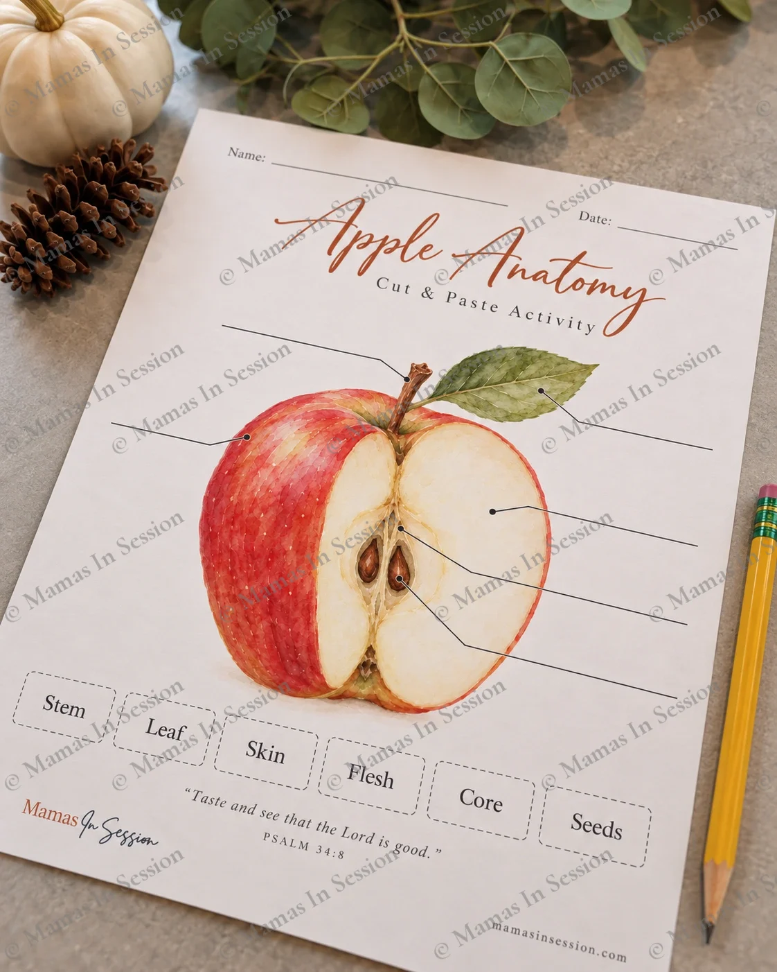 Apple Anatomy Cut & Paste Activity