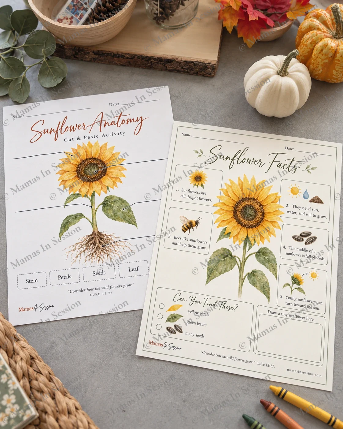 Sunflower Anatomy Cut & Paste Activity