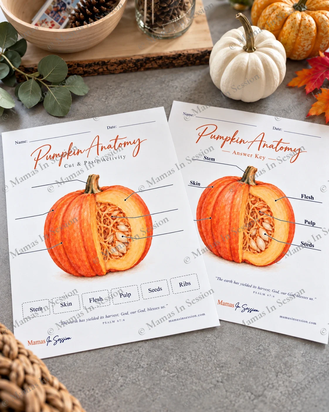 Pumpkin Anatomy Cut & Paste Activity